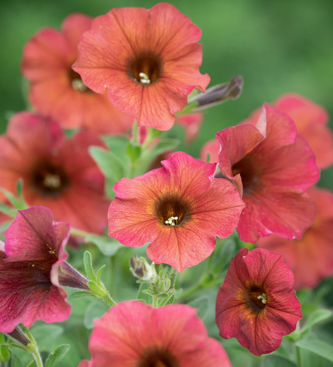 Velvet Trough Pot Collection - Image 4