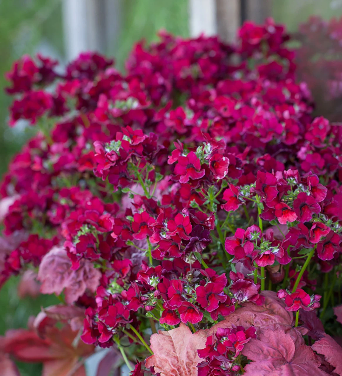 Velvet Trough Pot Collection - Image 9
