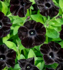 Petunia 'Black Velvet'