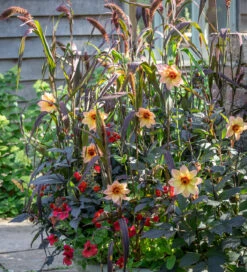 Ochre Mahogany Pot Collection