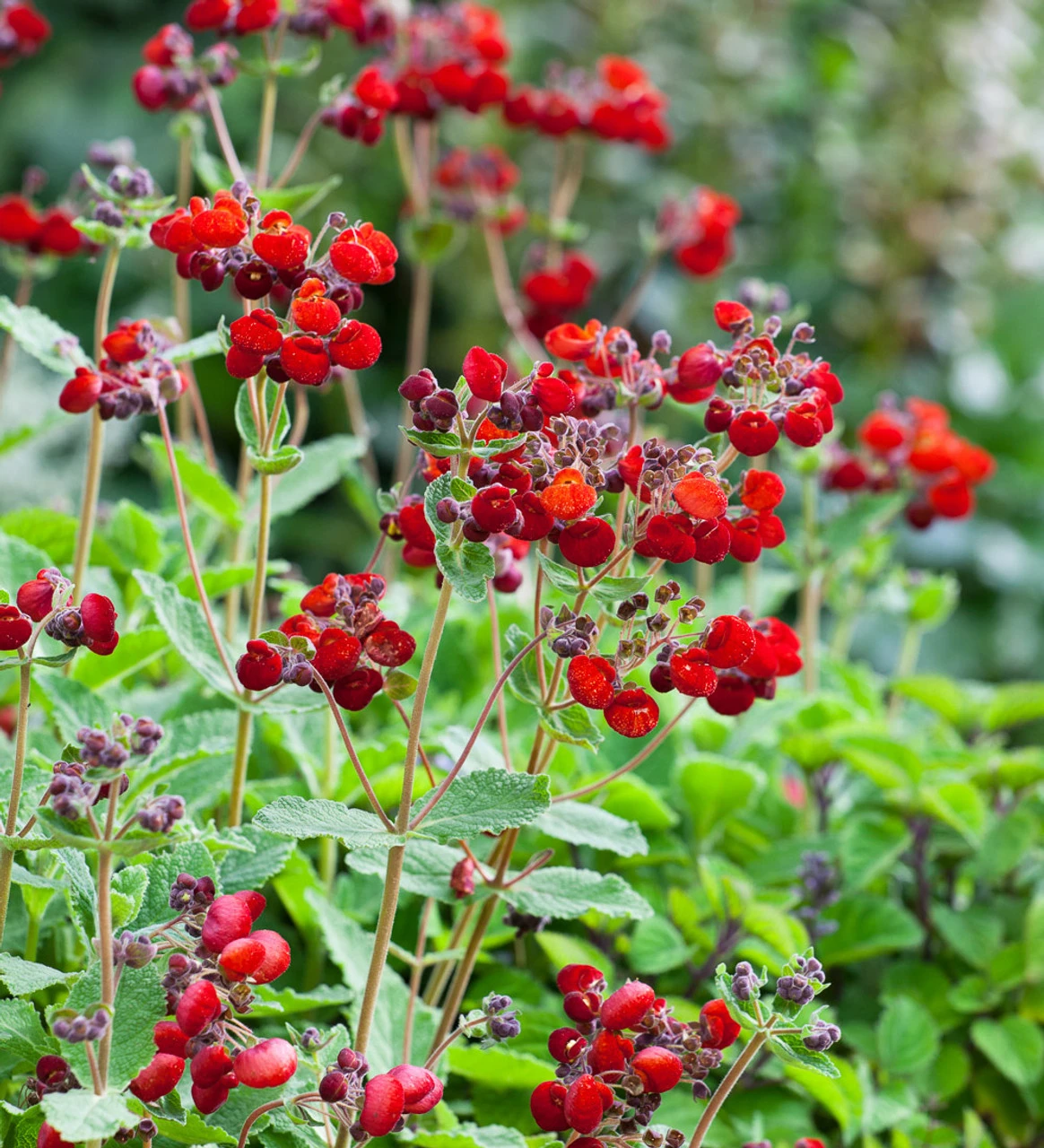 Ochre Mahogany Pot Collection - Image 3