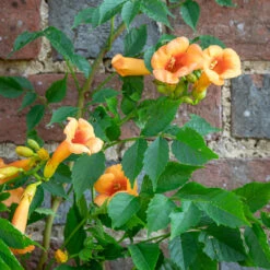 Campsis X Tagliabuana 'Indian Summer'