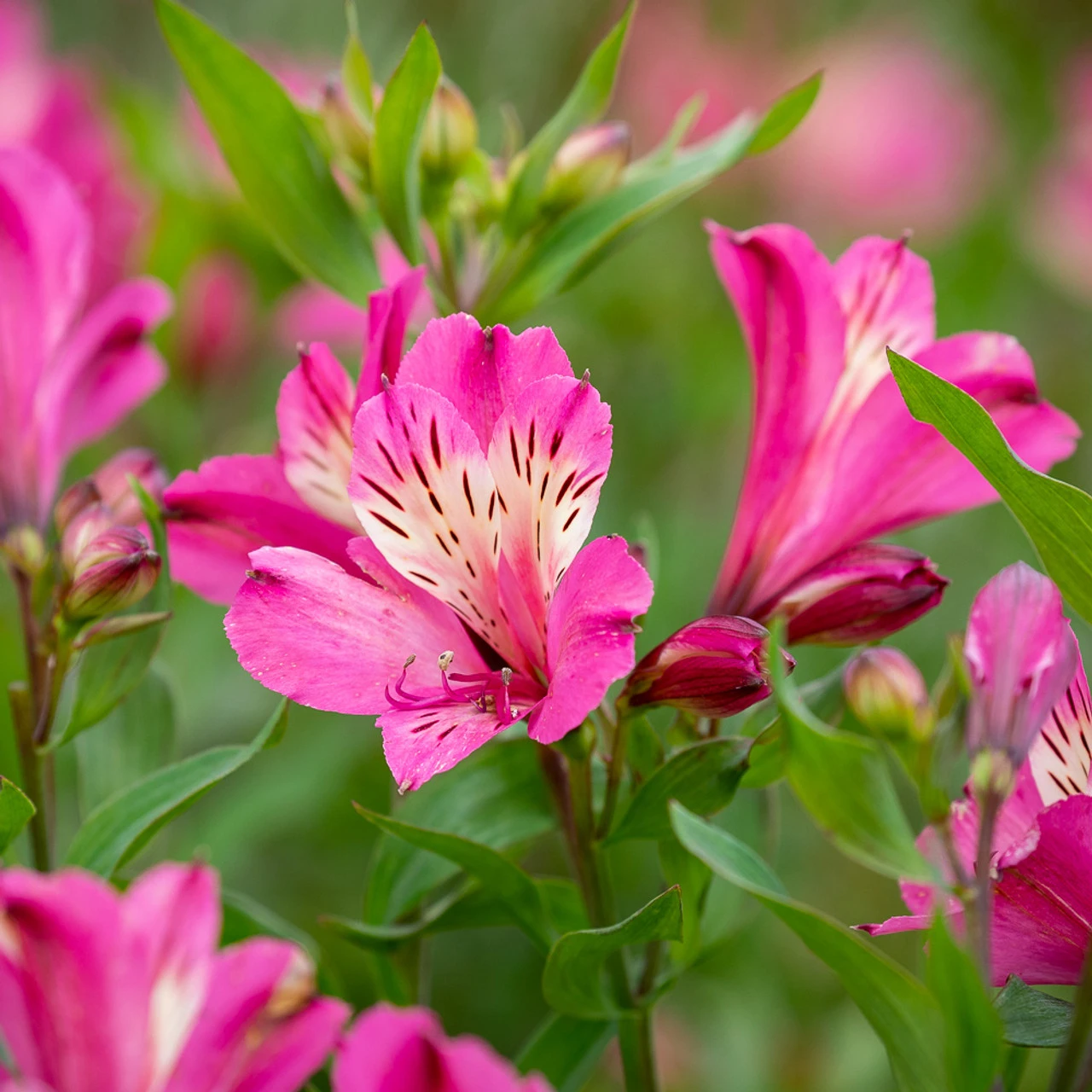 Alstroemeria Summer Paradise 'Summer Saint'