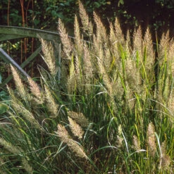 Calamagrostis Brachytricha