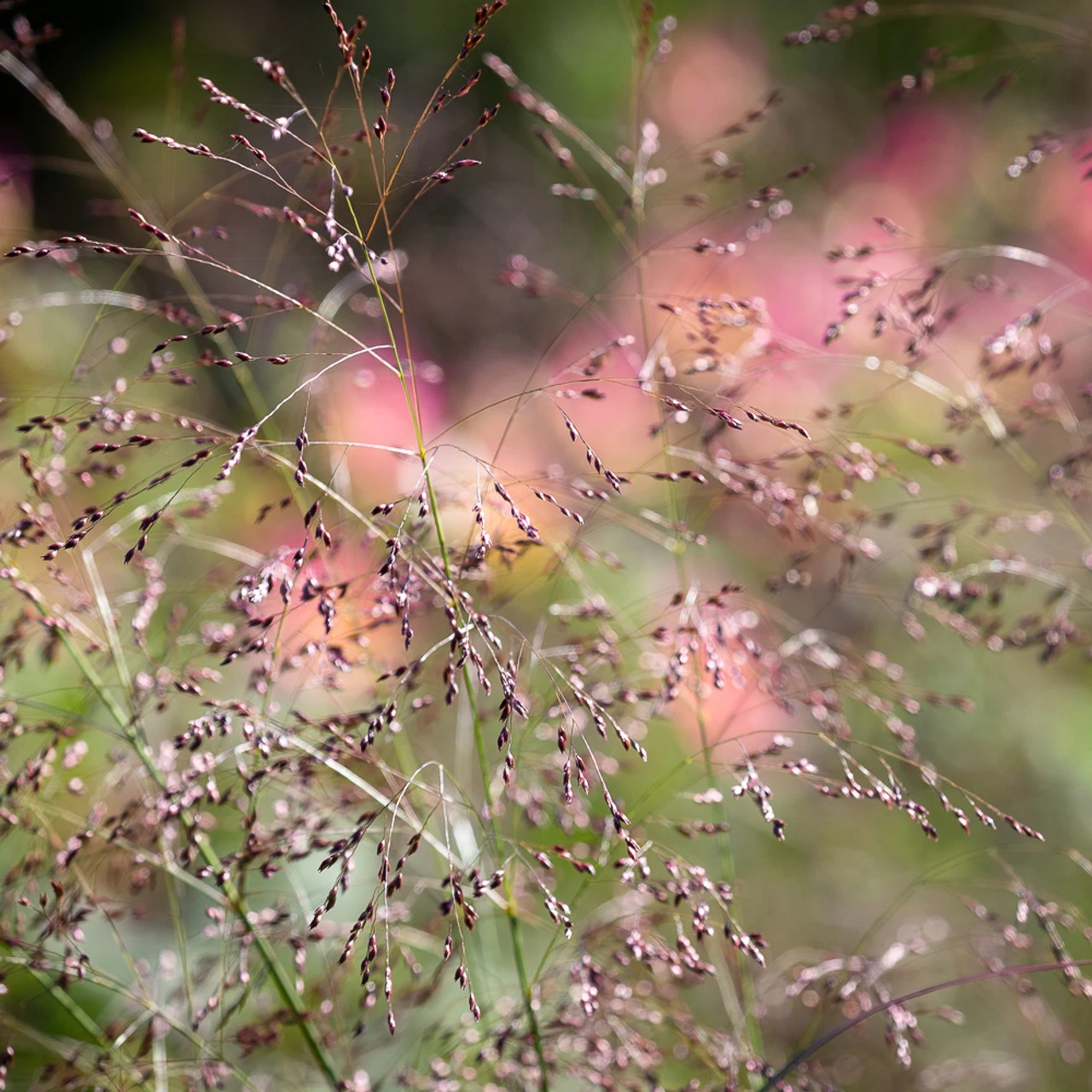 Panicum Virgatum 'Warrior'