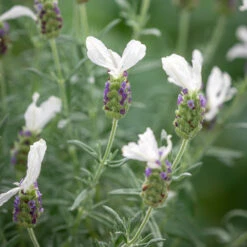 Lavandula Stoechas 'Javelin Forte White'