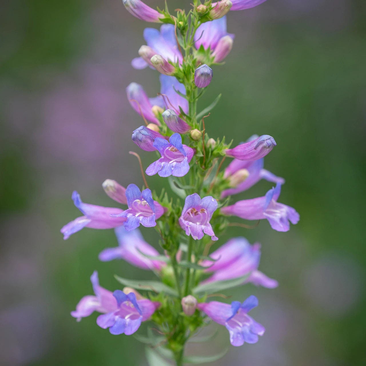 Evening Richness Penstemon Collection - Image 2