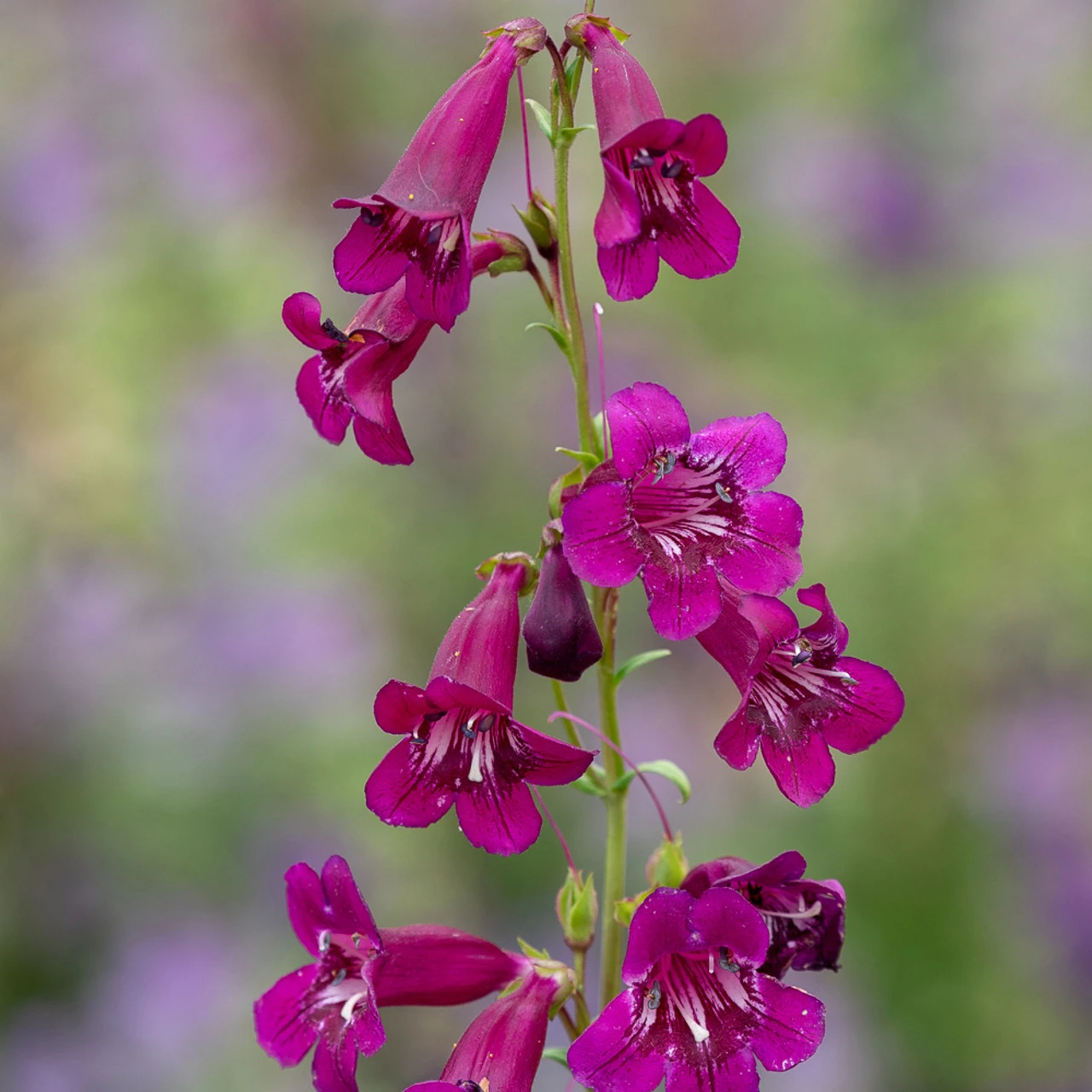 Evening Richness Penstemon Collection - Image 3