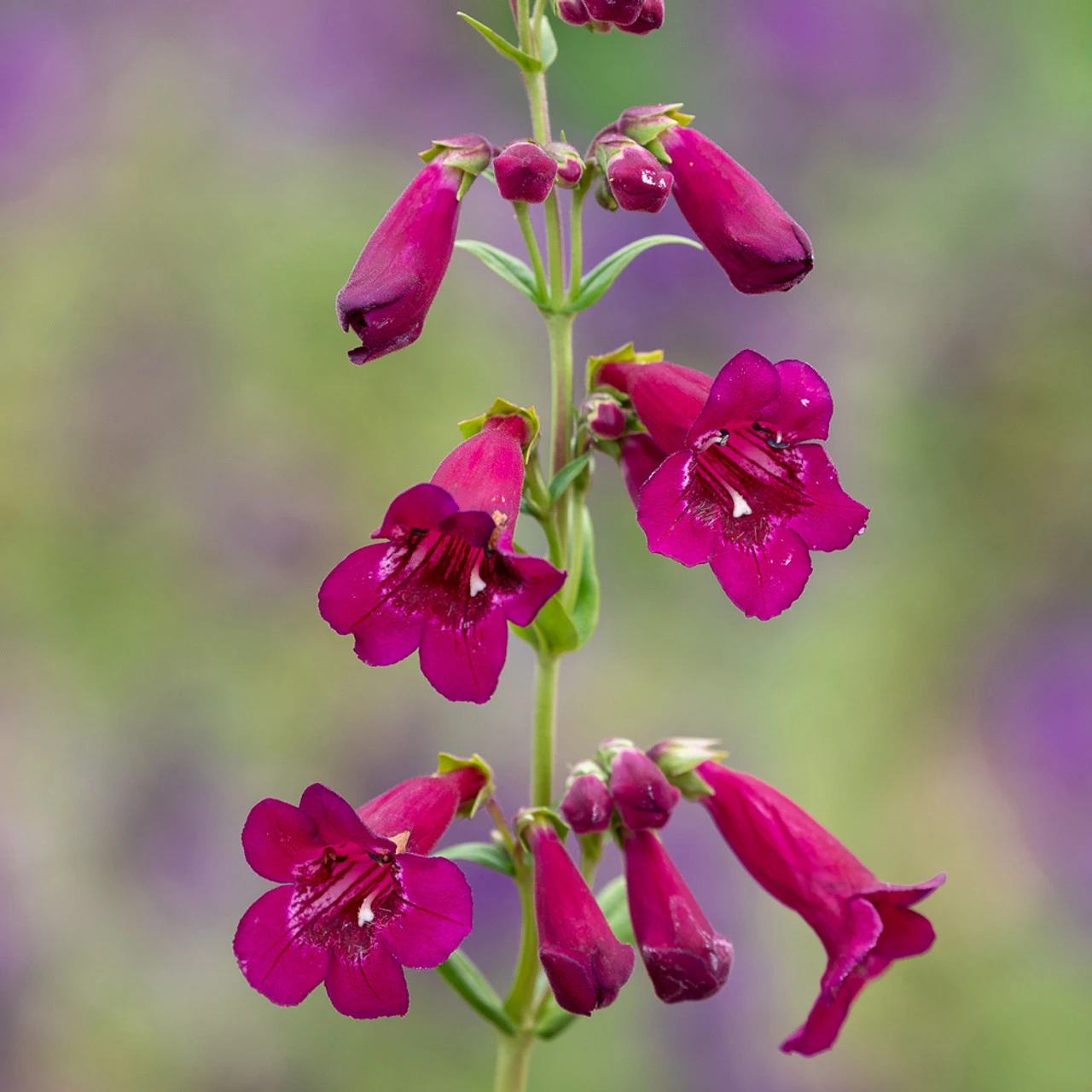 Evening Richness Penstemon Collection - Image 4