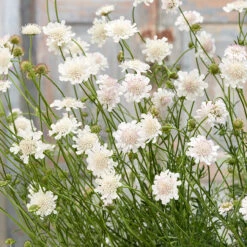 Scabiosa Incisa 'Kudo White'