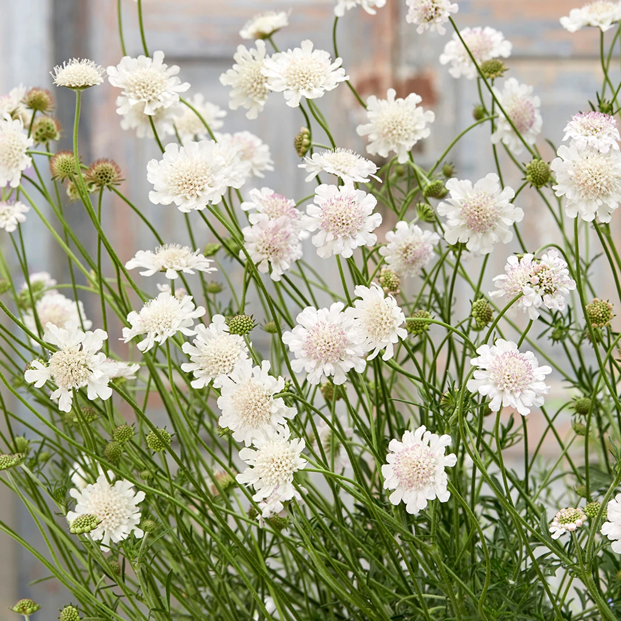 Scabiosa Incisa 'Kudo White'