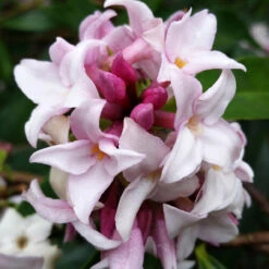 Daphne 'Perfume Princess'