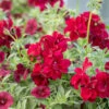 Pelargonium 'Moonflair Burgundy' (Ivy)