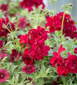 Pelargonium 'Moonflair Burgundy' (Ivy)