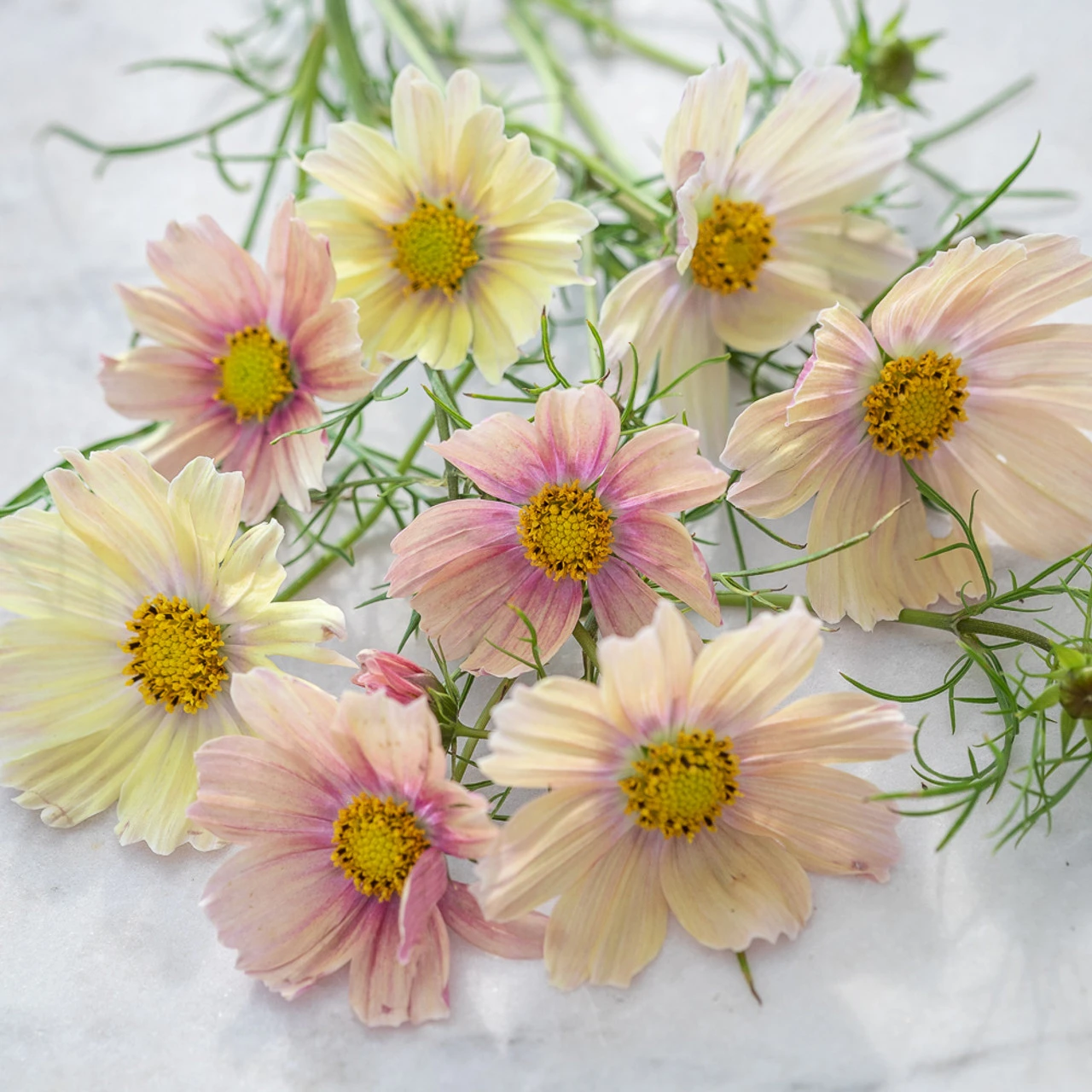 Cosmos Bipinnatus 'Apricot Lemonade'