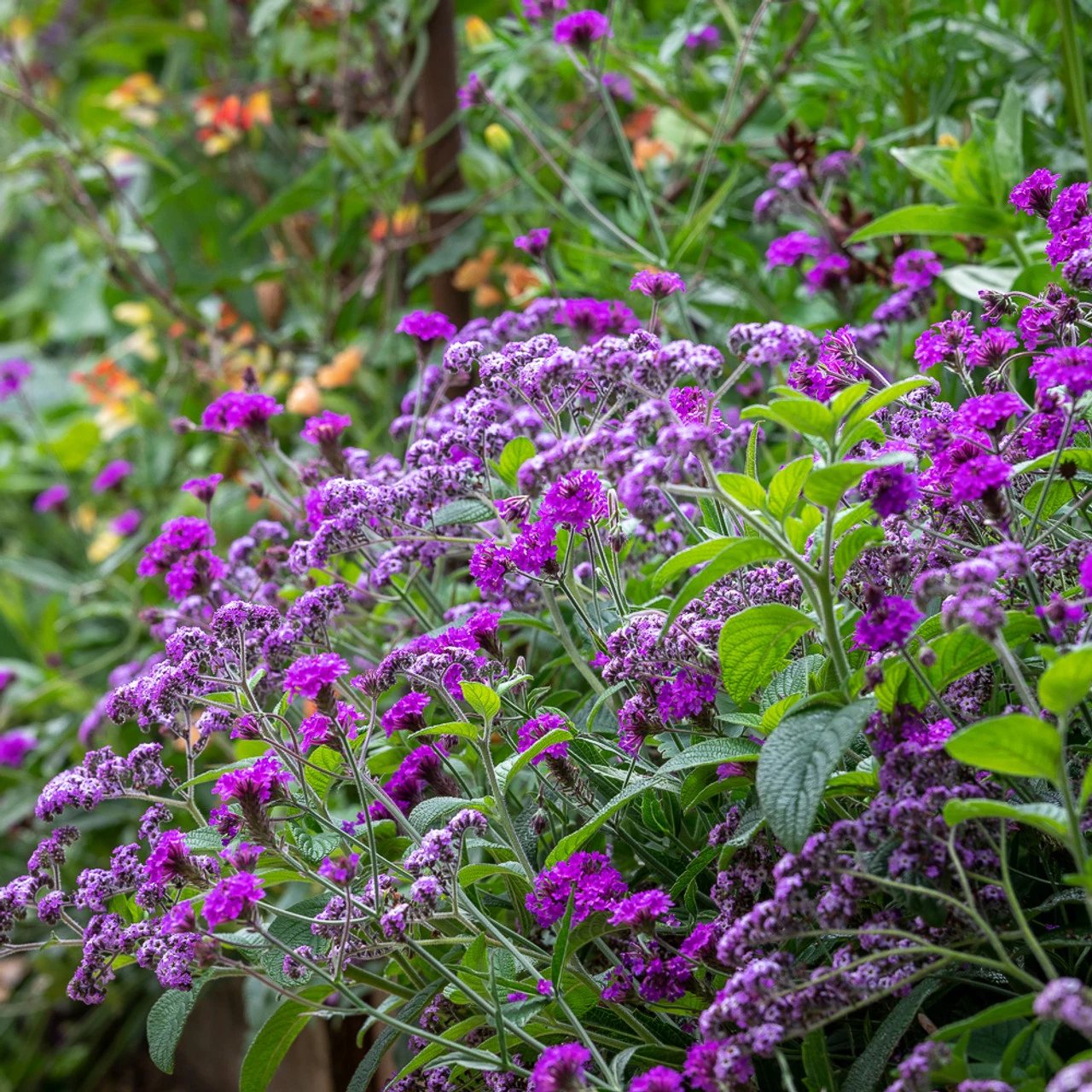 Heliotrope And Verbena Collection