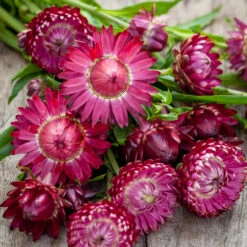 Xerochrysum Bracteatum 'Purple Red' (syn. Helichrysum)