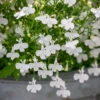 Lobelia Erinus 'Waterfall White Sparkle'