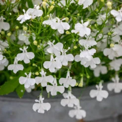 Lobelia Erinus 'Waterfall White Sparkle'