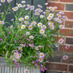 The Stars And Waterfalls Pot Collection