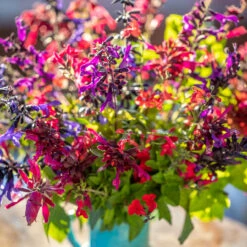 Jewel Salvia Collection