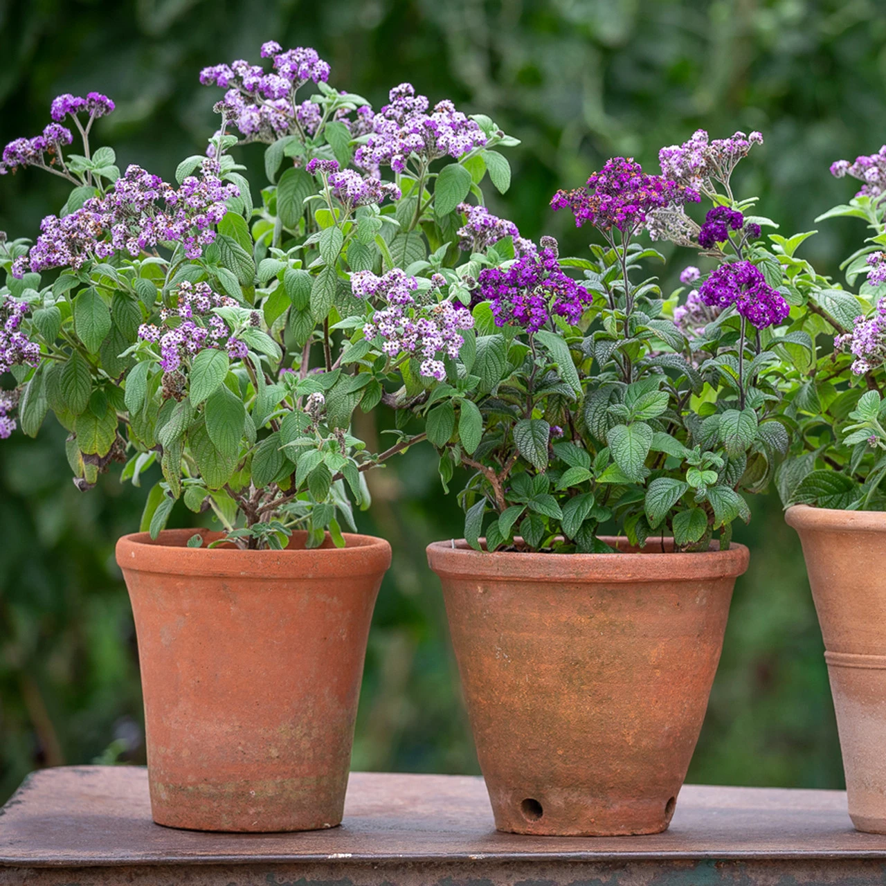Sarah's Favourite Heliotrope Collection