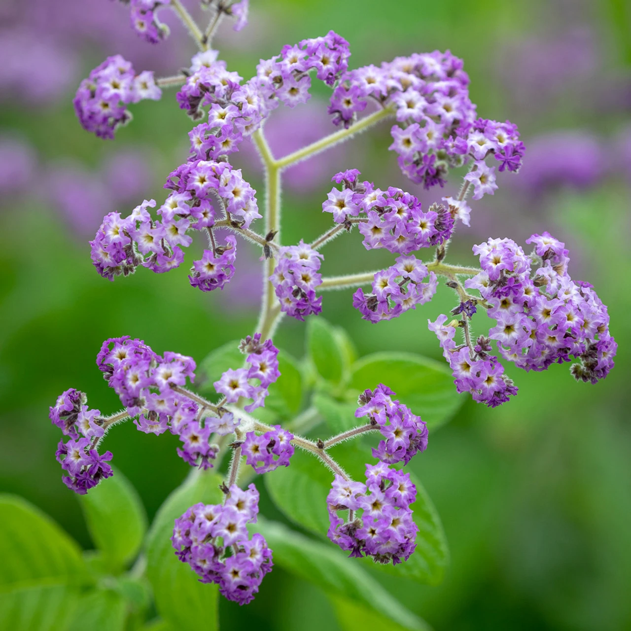 Sarah's Favourite Heliotrope Collection - Image 2