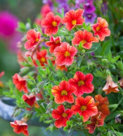 Calibrachoa Superbells Unique 'Tropical Sunrise'