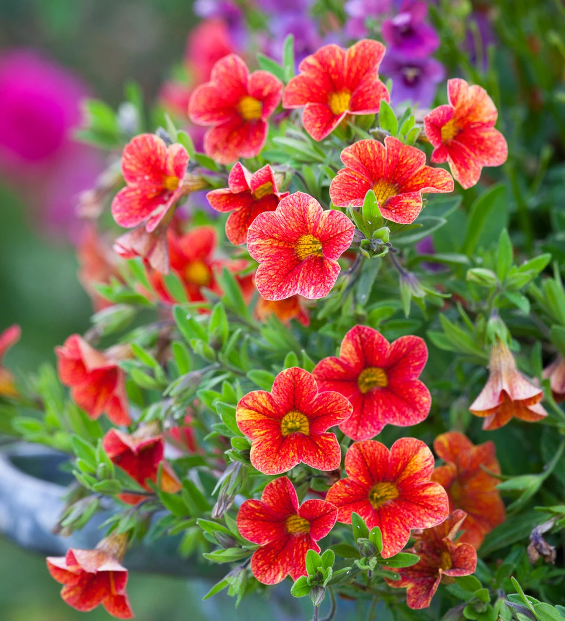 Calibrachoa Superbells Unique 'Tropical Sunrise'