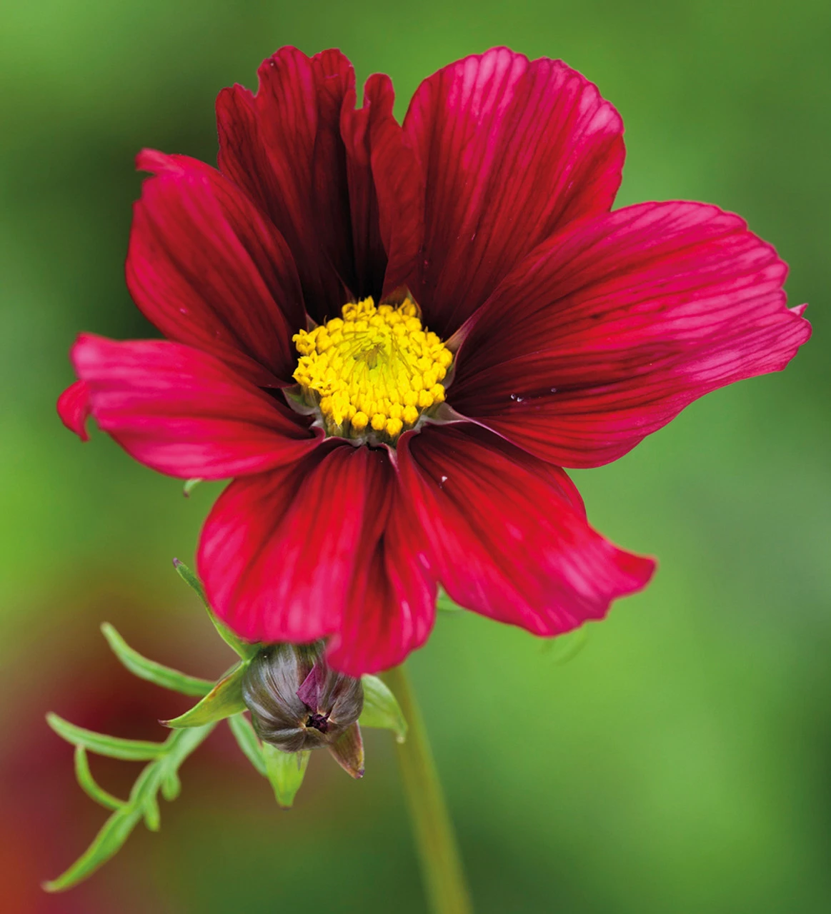 Party Flowers For The Year Of The Coronation Collection - Image 2