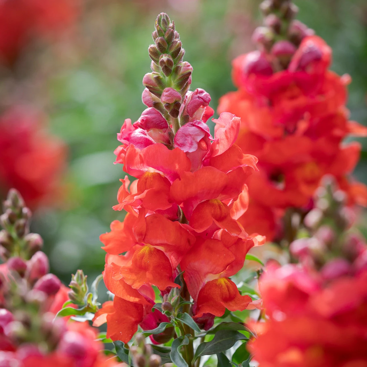 Party Flowers For The Year Of The Coronation Collection - Image 3