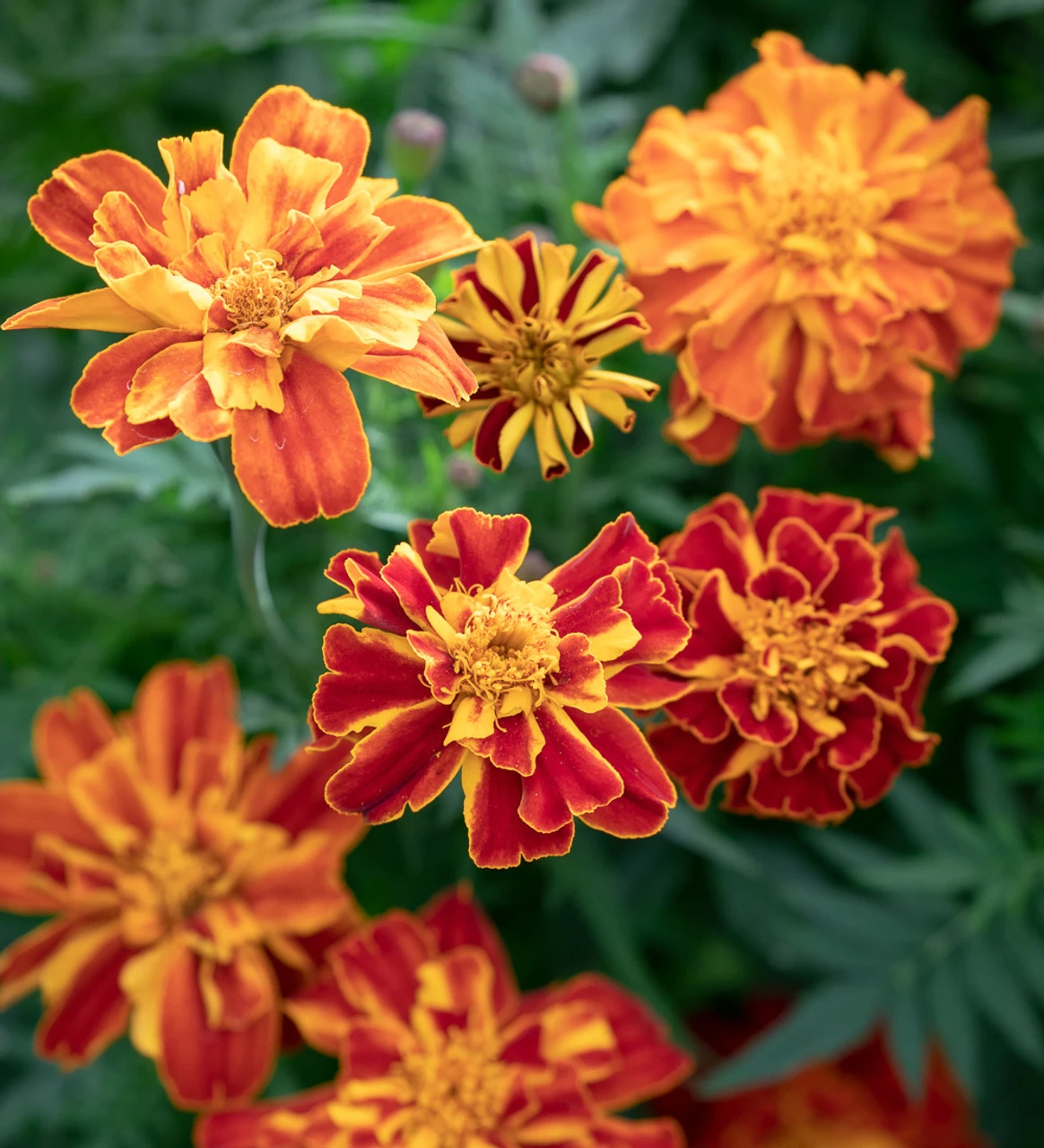 Party Flowers For The Year Of The Coronation Collection - Image 4