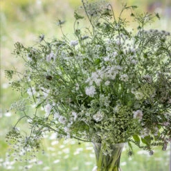 White Meadow Collection