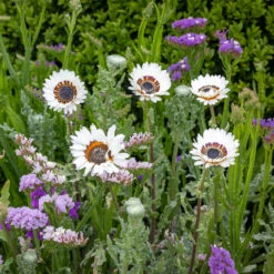 Blue And White Cottage Garden Collection