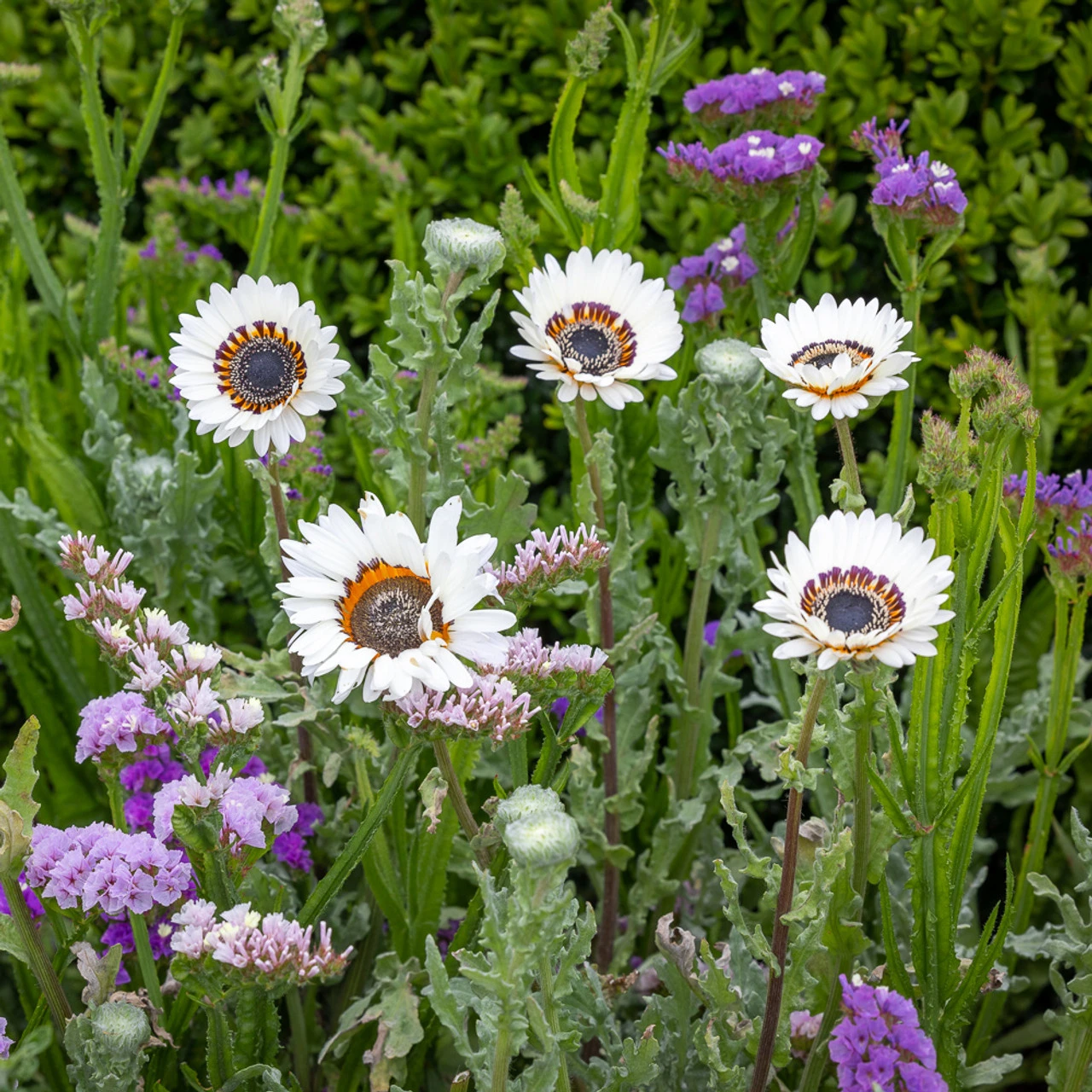 Blue And White Cottage Garden Collection