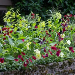 Arthur's Flower Yard Collection