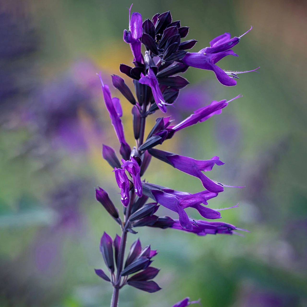 Pop-goes-the Salvias Collection - Image 2
