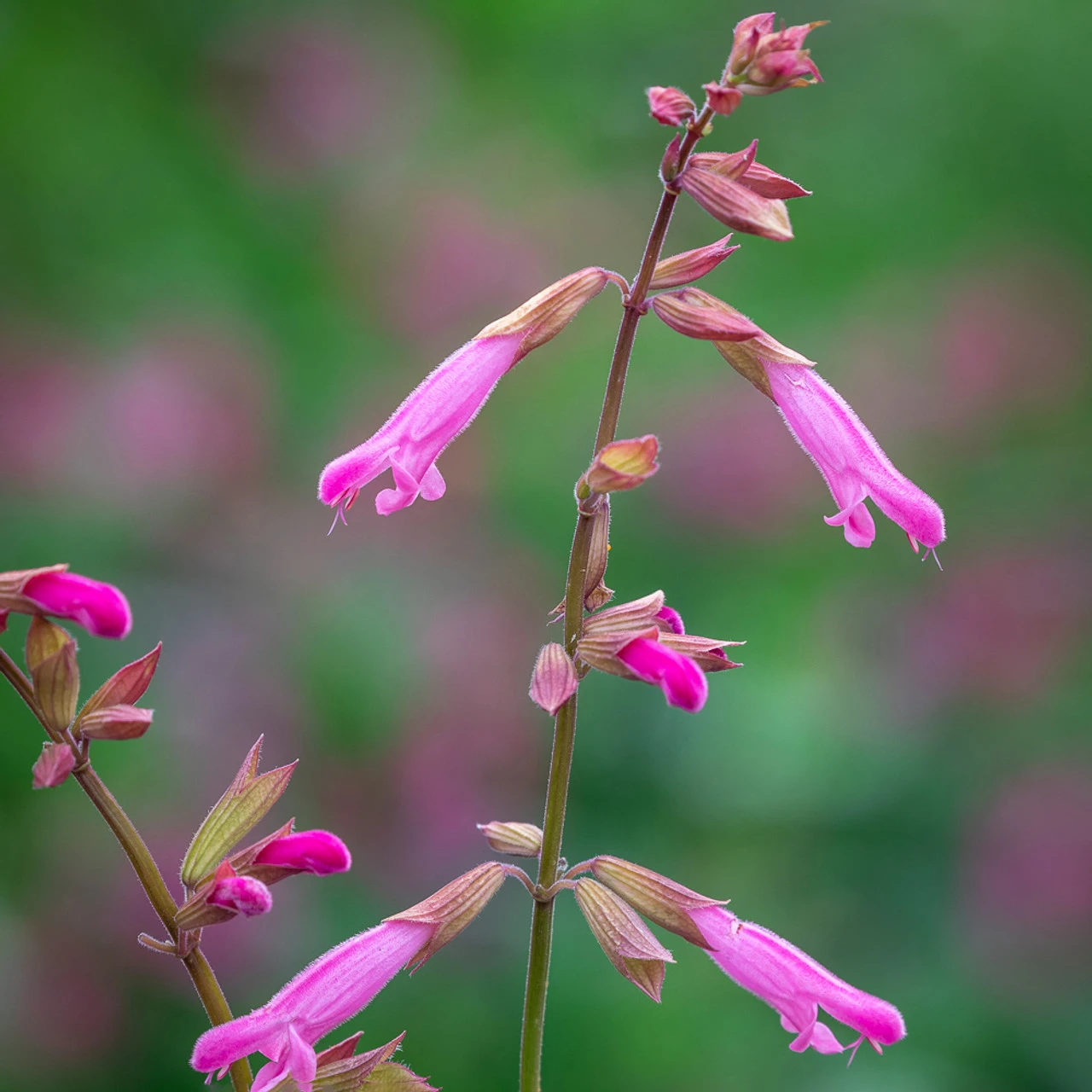 Pop-goes-the Salvias Collection - Image 3