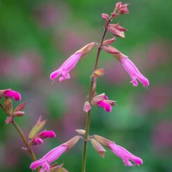 Salvia 'Kisses & Wishes'