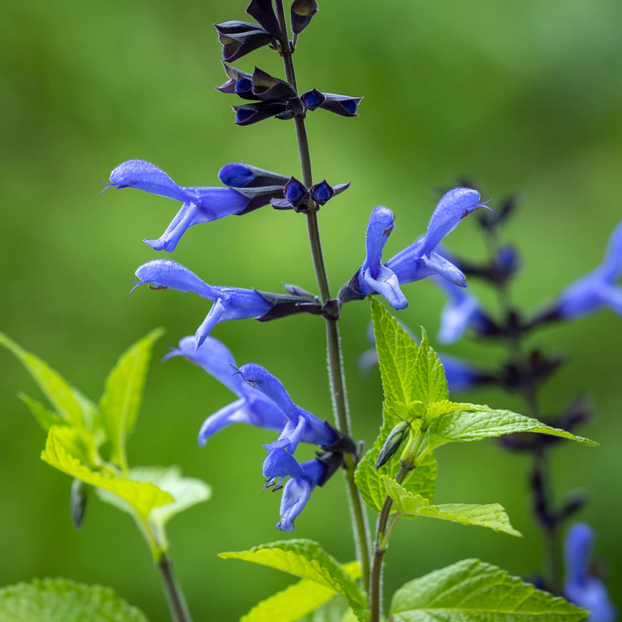 Pop-goes-the Salvias Collection - Image 4