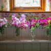 Size And Scent Sweet Pea Collection