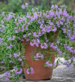 Scaevola Aemula 'Blue Print'