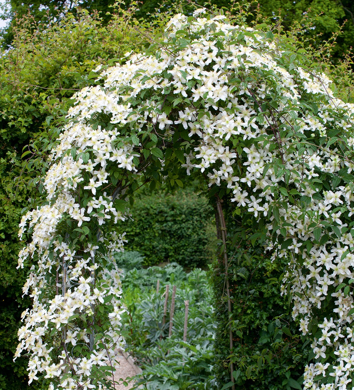 Clematis Montana Var. Wilsonii - Image 2