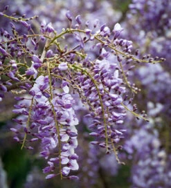 Wisteria Sinensis 'Amethyst'