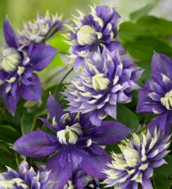 Clematis 'Taiga'