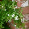 Jasminum Officinale F. Affine