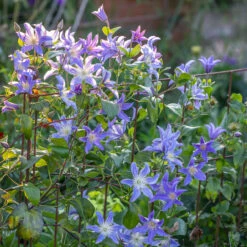 Clematis 'Blue River'