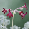 Pelargonium Sidoides