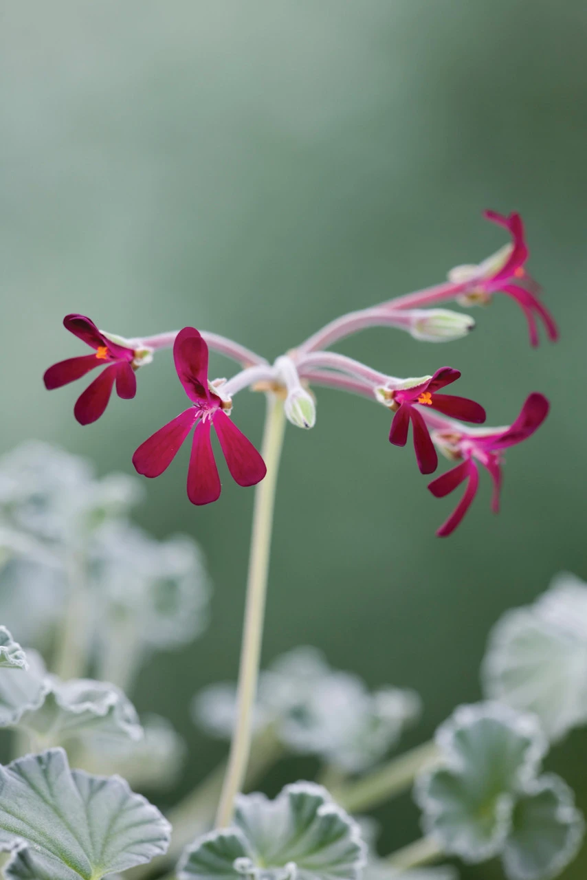 Pelargonium Sidoides