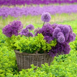Successional Allium Collection